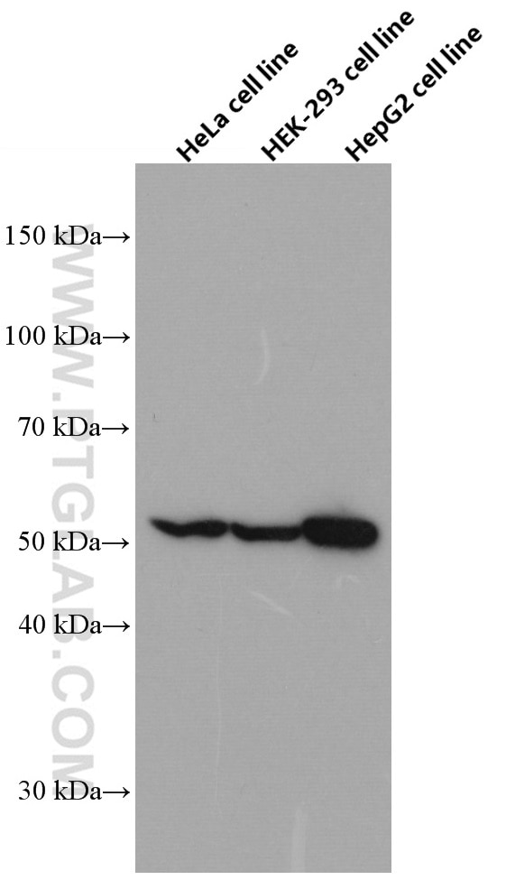 Western Blot (WB) analysis of HeLa cells using FAF2 Monoclonal antibody (66629-1-Ig)