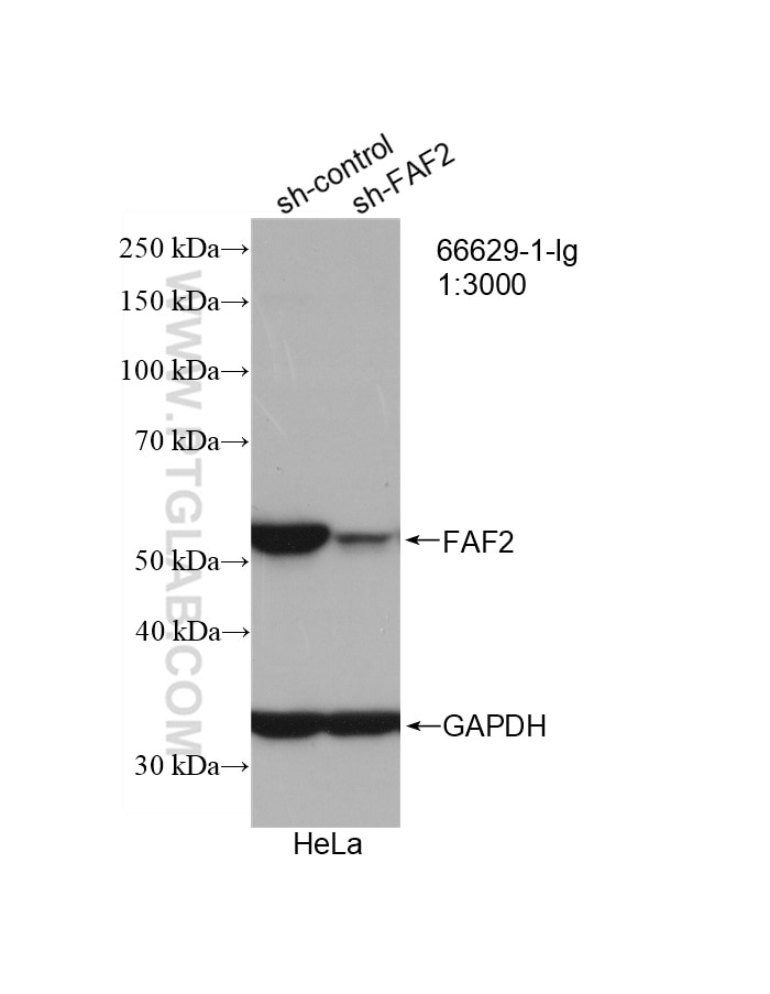 Western Blot (WB) analysis of HeLa cells using FAF2 Monoclonal antibody (66629-1-Ig)