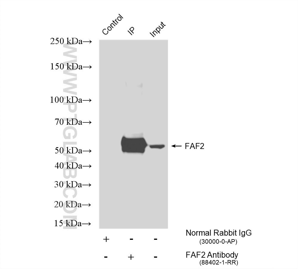 IP experiment of HeLa using 88402-1-RR Immunoprecipitation (IP) experiment of HeLa cells using FAF2 Recombinant monoclonal antibody (88402-1-RR)