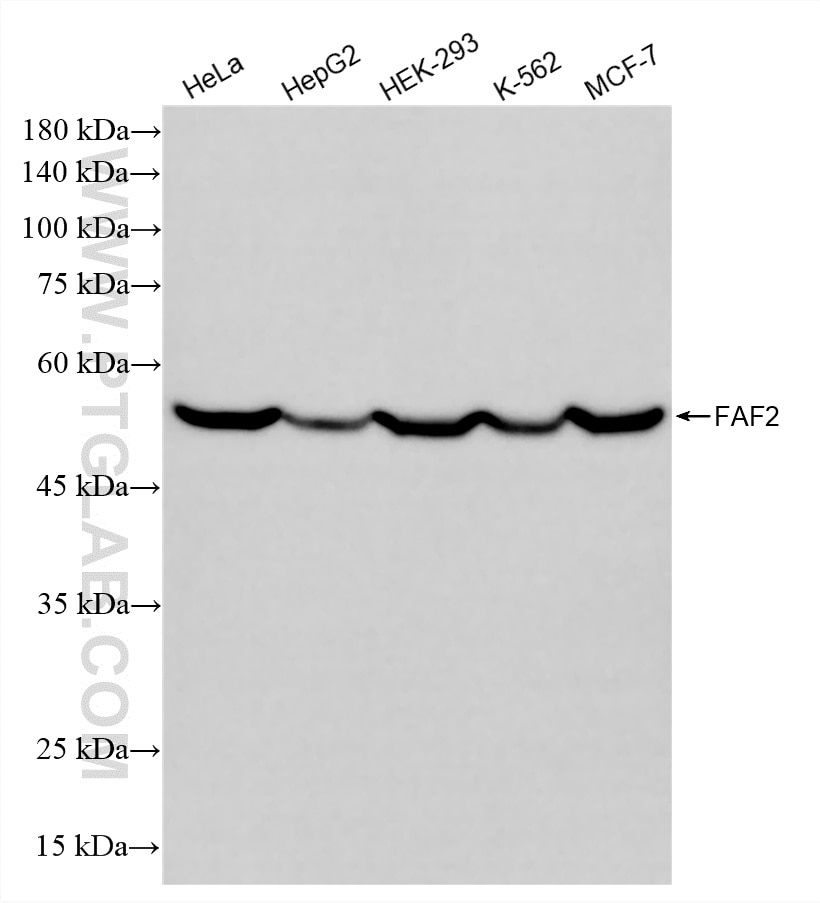 WB analysis using 88402-1-RR Western Blot (WB) analysis of various lysates using FAF2 Recombinant monoclonal antibody (88402-1-RR)