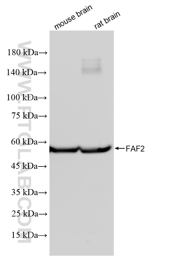 WB analysis using 88402-1-RR Western Blot (WB) analysis of various lysates using FAF2 Recombinant monoclonal antibody (88402-1-RR)