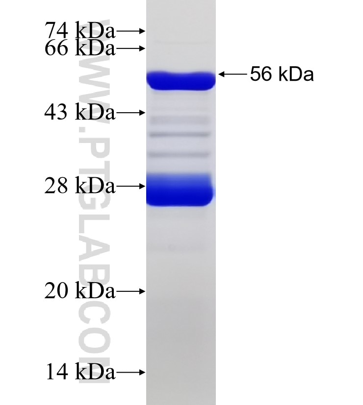 FAF2 fusion protein Ag33251 SDS-PAGE