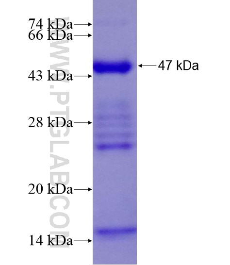 FAF2 fusion protein Ag21536 SDS-PAGE