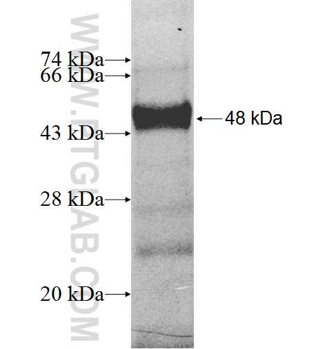 FAF2 fusion protein Ag9236 SDS-PAGE