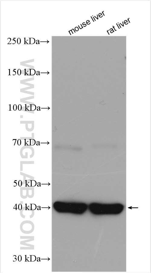 Western Blot (WB) analysis of various lysates using FAH Polyclonal antibody (14928-1-AP)