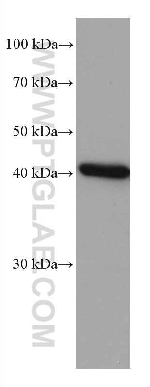 Western Blot (WB) analysis of pig liver tissue using FAH Monoclonal antibody (67986-1-Ig)