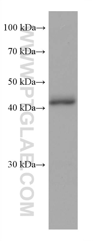 Western Blot (WB) analysis of rat liver tissue using FAH Monoclonal antibody (67986-1-Ig)