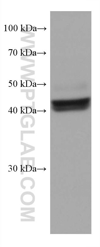 Western Blot (WB) analysis of mouse liver tissue using FAH Monoclonal antibody (67986-1-Ig)
