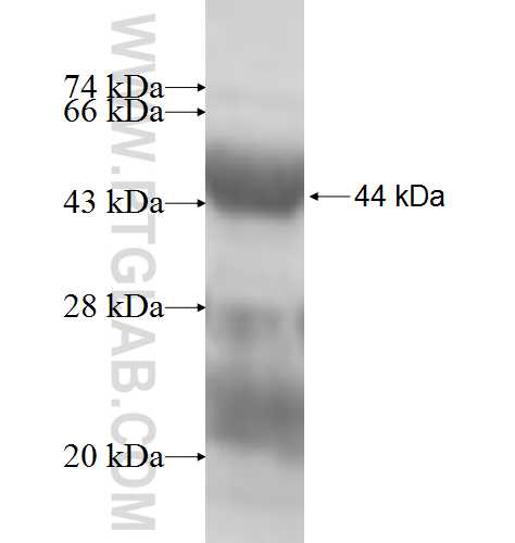 FAH fusion protein Ag6725 SDS-PAGE
