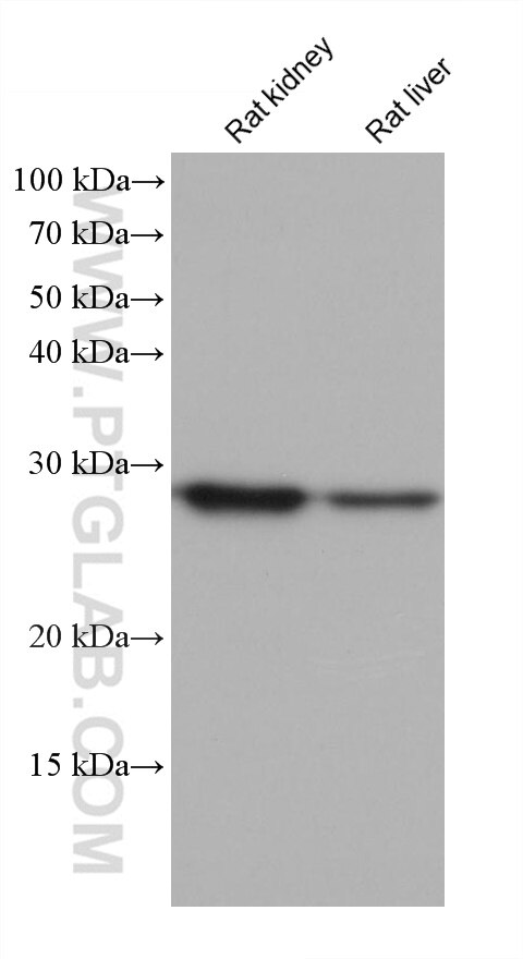 Western Blot (WB) analysis of various lysates using FAHD1 Monoclonal antibody (68624-1-Ig)