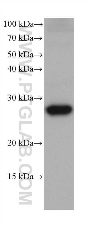 Western Blot (WB) analysis of various lysates using FAHD1 Monoclonal antibody (68624-1-Ig)