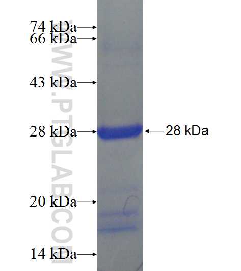 FAHD1 fusion protein Ag23956 SDS-PAGE