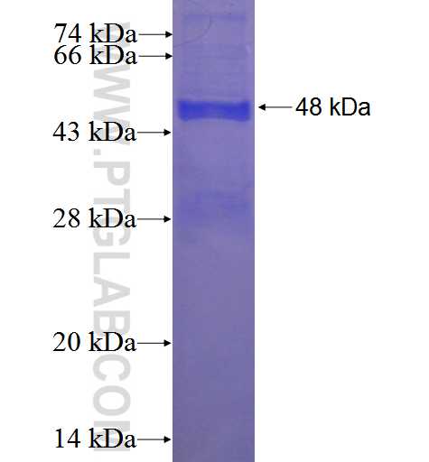 FAHD1 fusion protein Ag23966 SDS-PAGE