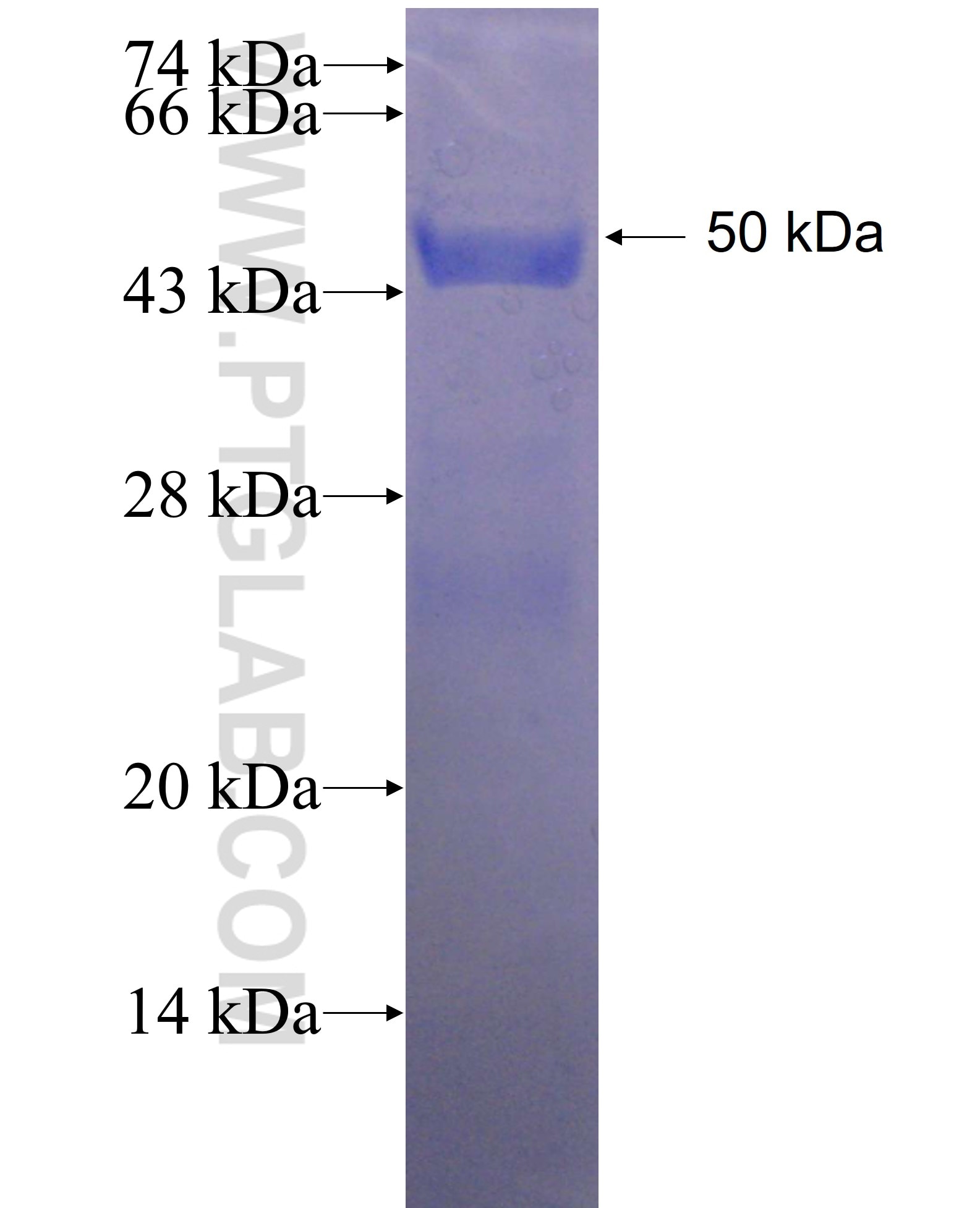 FAHD1 fusion protein Ag23966 SDS-PAGE