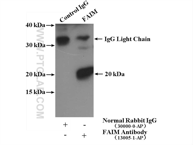 Immunoprecipitation (IP) experiment of HEK-293 cells using FAIM Polyclonal antibody (13005-1-AP)