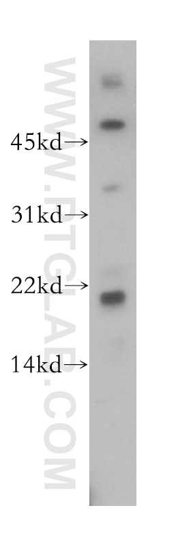 Western Blot (WB) analysis of mouse testis tissue using FAIM Polyclonal antibody (13005-1-AP)