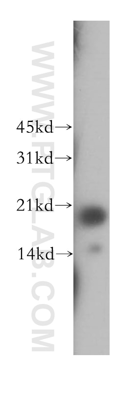 Western Blot (WB) analysis of HEK-293 cells using FAIM Polyclonal antibody (13005-1-AP)