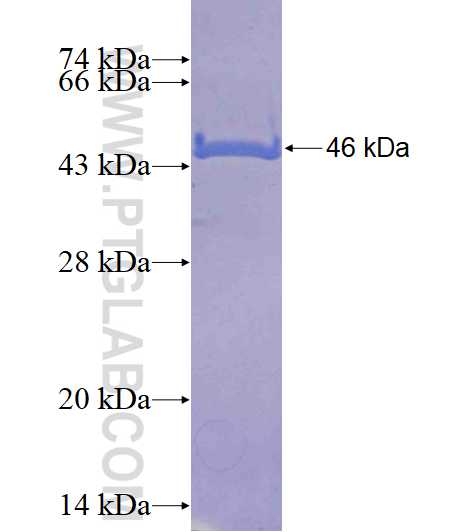 FAIM fusion protein Ag3685 SDS-PAGE