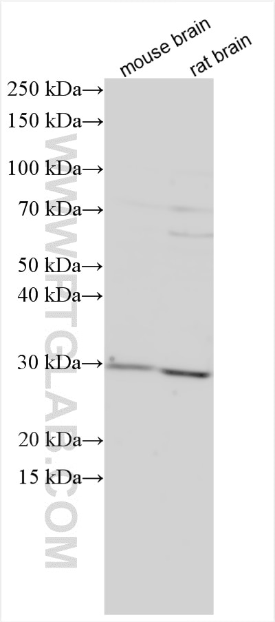 Western Blot (WB) analysis of various lysates using FAIM2 Polyclonal antibody (15211-1-AP)