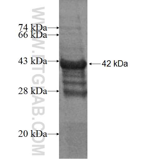FAIM2 fusion protein Ag7366 SDS-PAGE