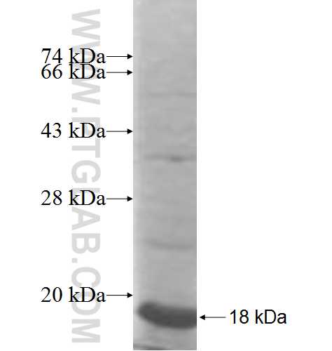 FAIM2 fusion protein Ag7479 SDS-PAGE