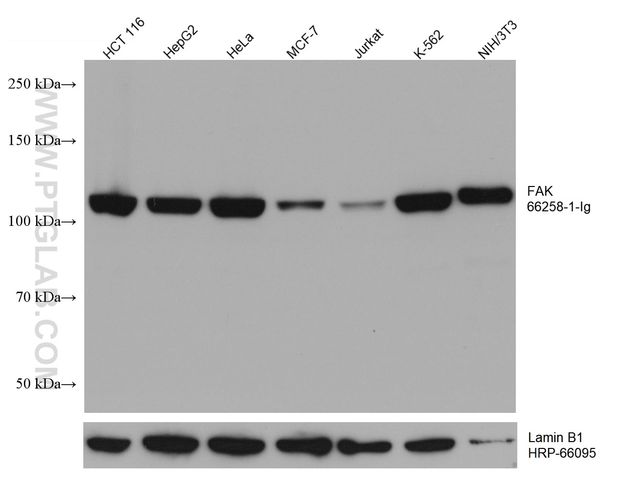 Western Blot (WB) analysis of various lysates using FAK Monoclonal antibody (66258-1-Ig)