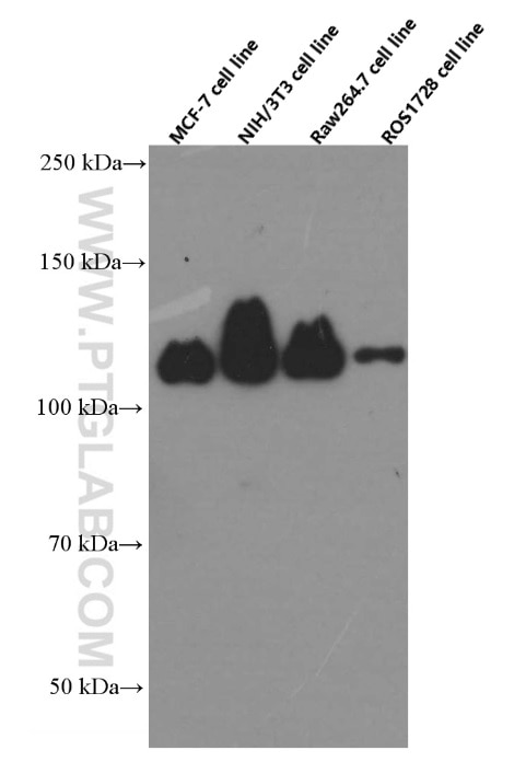 Western Blot (WB) analysis of MCF-7 cells using FAK Monoclonal antibody (66258-1-Ig)