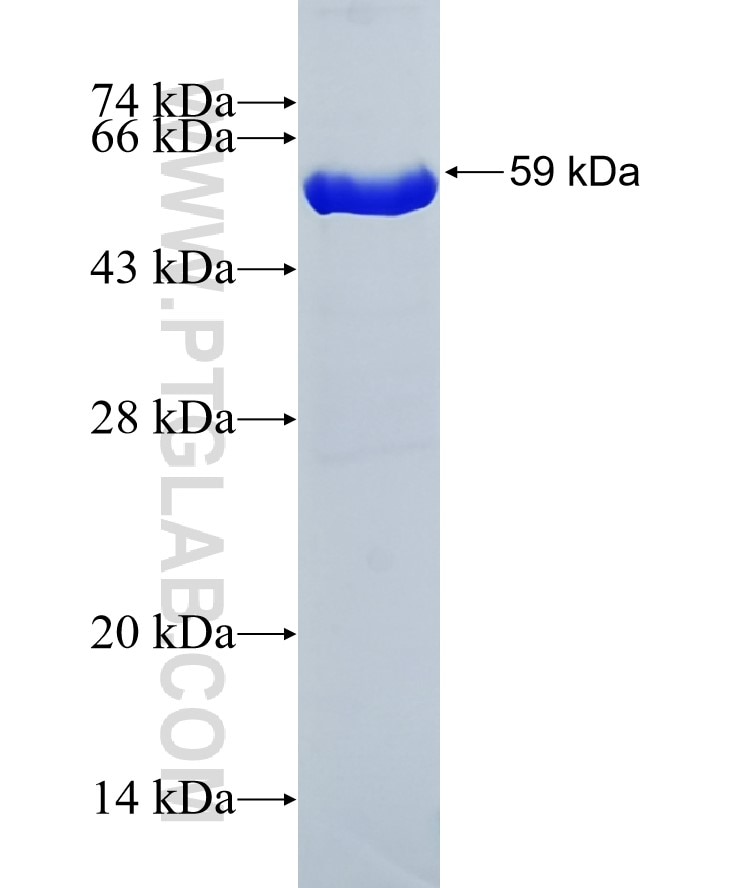 FAK fusion protein Ag3331 SDS-PAGE