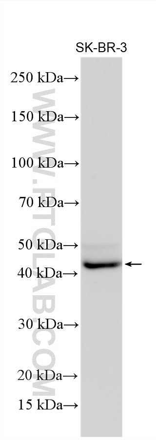 Various lysates were subjected to SDS PAGE followed by western blot with 33932-1-AP (FAM102A antibody) at dilution of 1:2000 incubated at room temperature for 1.5 hours. Western Blot (WB) analysis of various lysates using FAM102A Polyclonal antibody (33932-1-AP)