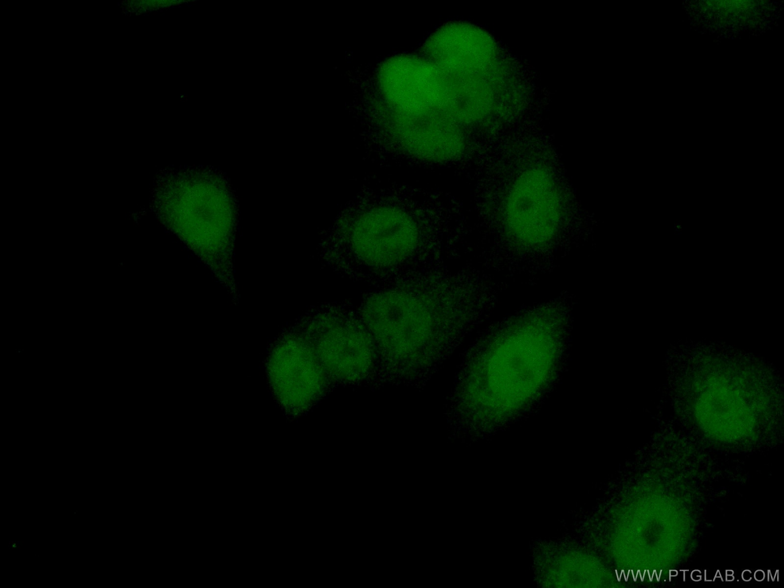 Immunofluorescence (IF) / fluorescent staining of MCF-7 cells using FAM103A1 Polyclonal antibody (19422-1-AP)