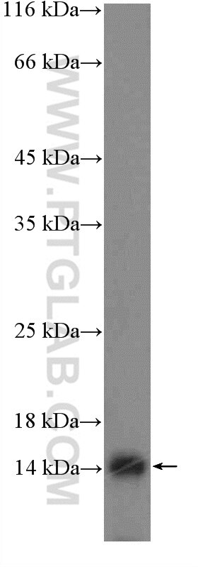 Western Blot (WB) analysis of MCF-7 cells using FAM103A1 Polyclonal antibody (19422-1-AP)