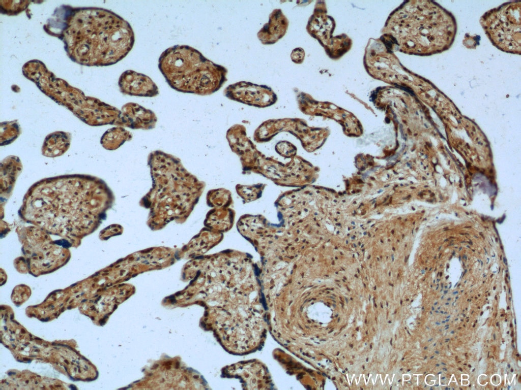 Immunohistochemistry (IHC) staining of human placenta tissue using FAM105A Polyclonal antibody (25668-1-AP)