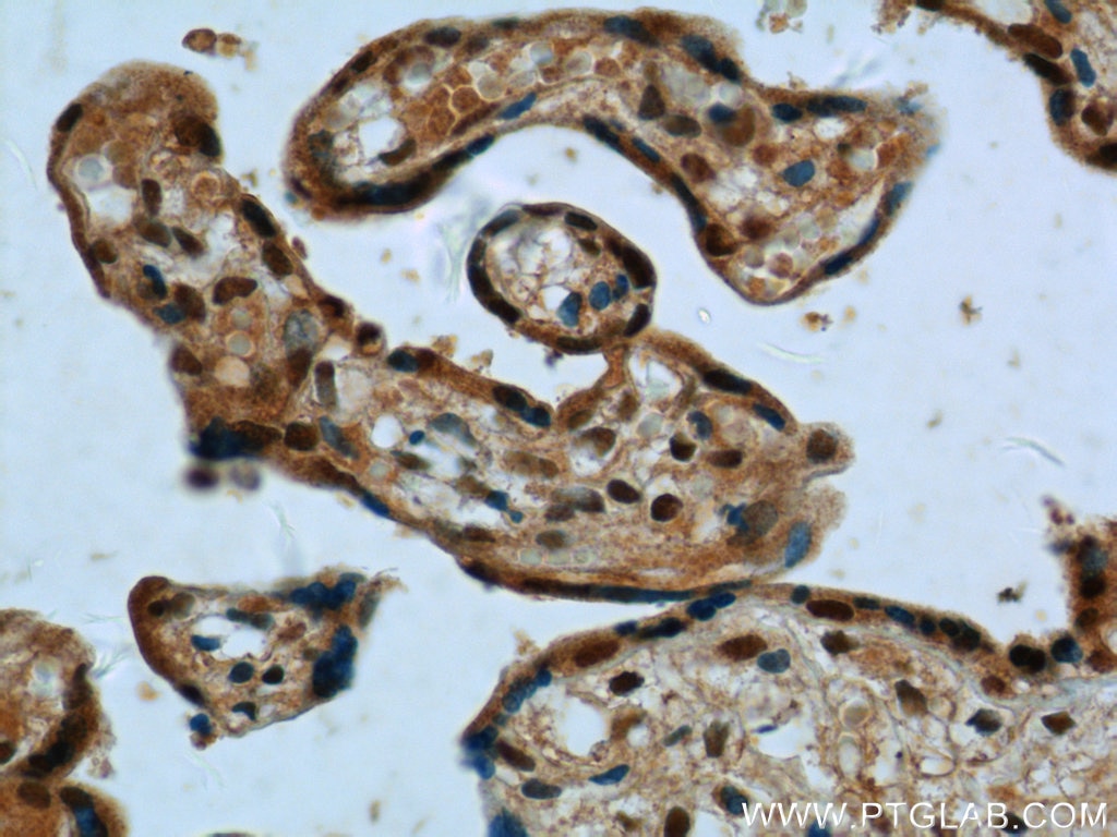 Immunohistochemistry (IHC) staining of human placenta tissue using FAM105A Polyclonal antibody (25668-1-AP)