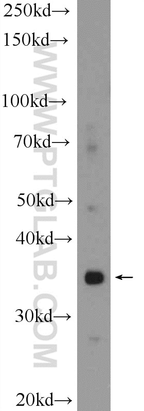 Western Blot (WB) analysis of COLO 320 cells using FAM105A Polyclonal antibody (25668-1-AP)
