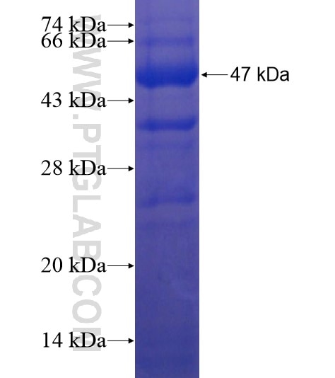 FAM105A fusion protein Ag22243 SDS-PAGE