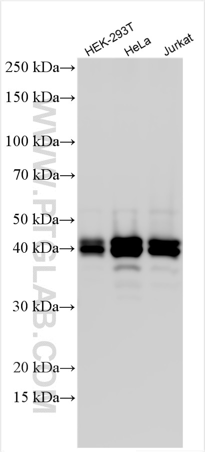 Western Blot (WB) analysis of various lysates using OTULIN Polyclonal antibody (27392-1-AP)