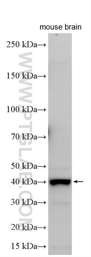 Western Blot (WB) analysis of various lysates using OTULIN Polyclonal antibody (27392-1-AP)