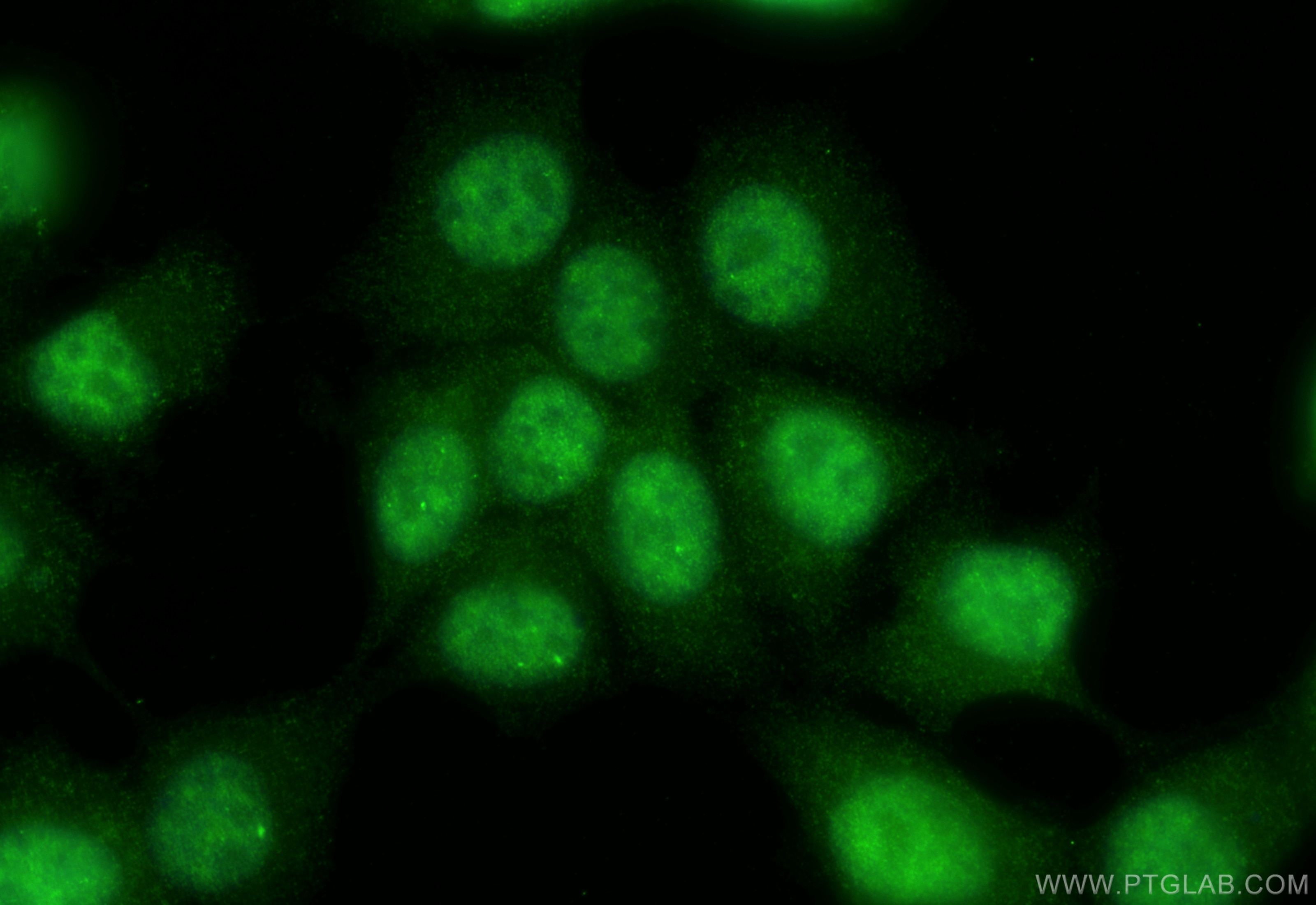 Immunofluorescence (IF) / fluorescent staining of MCF-7 cells using FAM107A Polyclonal antibody (12176-1-AP)
