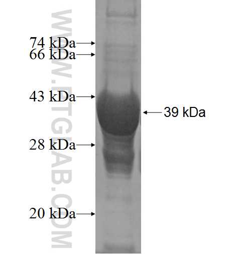 FAM107A fusion protein Ag2820 SDS-PAGE