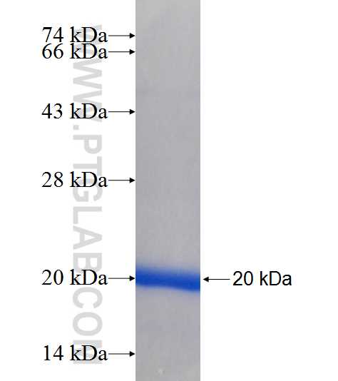 FAM107A fusion protein Ag6558 SDS-PAGE