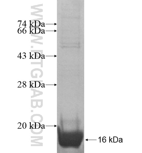 FAM107B fusion protein Ag15218 SDS-PAGE