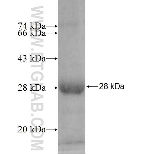 FAM108A1 fusion protein Ag9153 SDS-PAGE