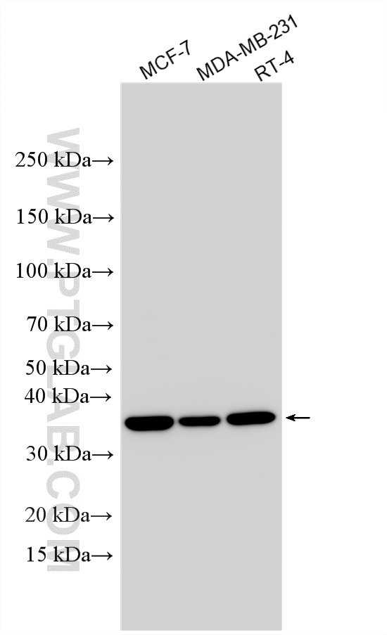 WB analysis using 33561-1-AP Western Blot (WB) analysis of various lysates using FAM108C1 Polyclonal antibody (33561-1-AP)