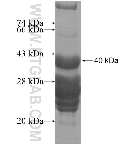 FAM109A fusion protein Ag15970 SDS-PAGE