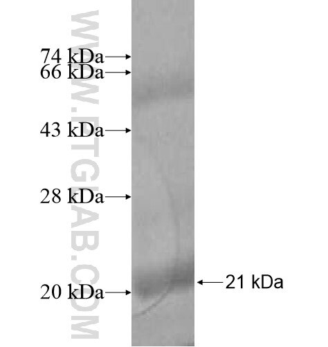 FAM110A fusion protein Ag14458 SDS-PAGE