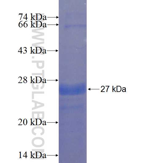 FAM110B fusion protein Ag24005 SDS-PAGE