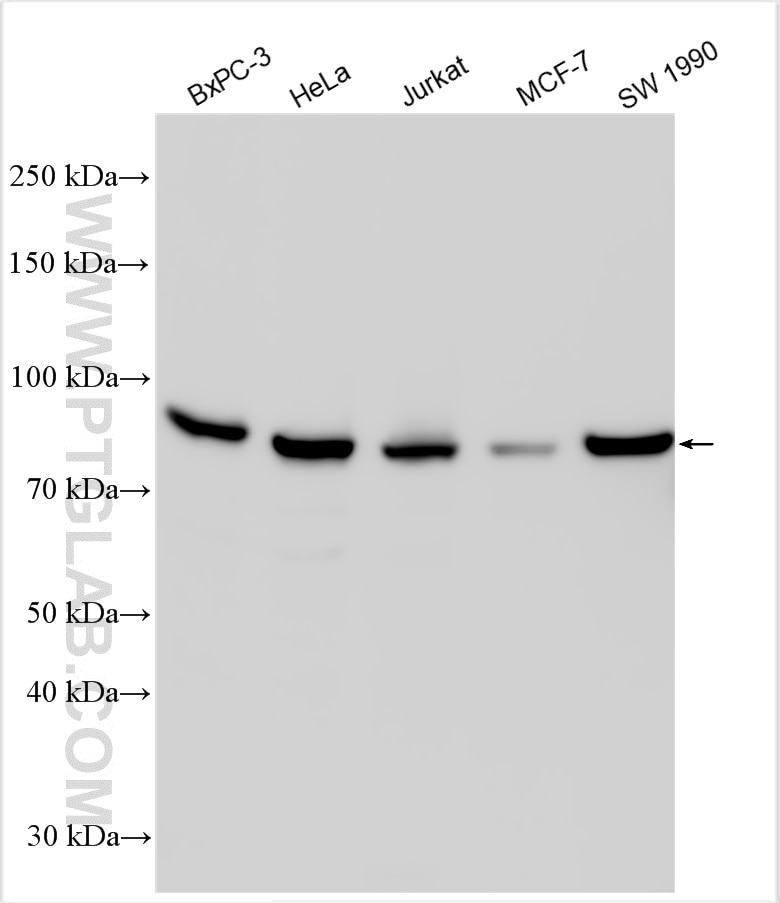Western Blot (WB) analysis of various lysates using FAM111B Polyclonal antibody (29407-1-AP)