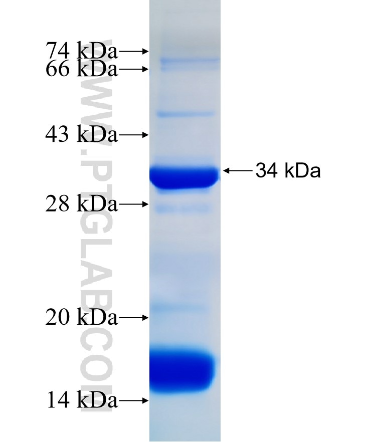 FAM111B fusion protein Ag29380 SDS-PAGE