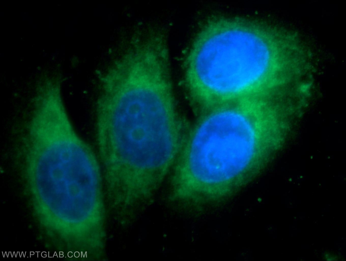 Immunofluorescence (IF) / fluorescent staining of HepG2 cells using FAM114A1 Polyclonal antibody (21638-1-AP)