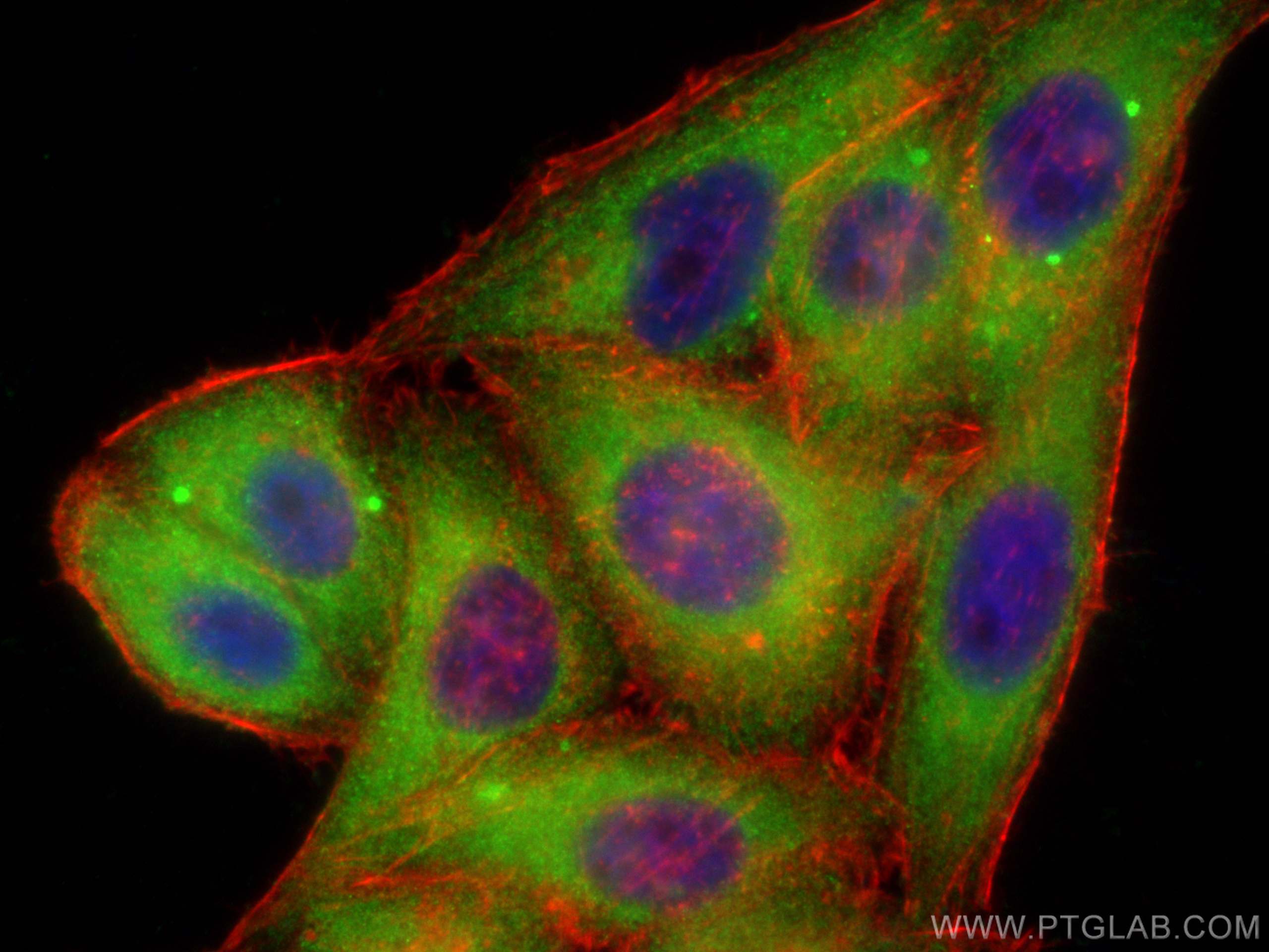 Immunofluorescence (IF) / fluorescent staining of HepG2 cells using FAM114A1 Polyclonal antibody (21638-1-AP)
